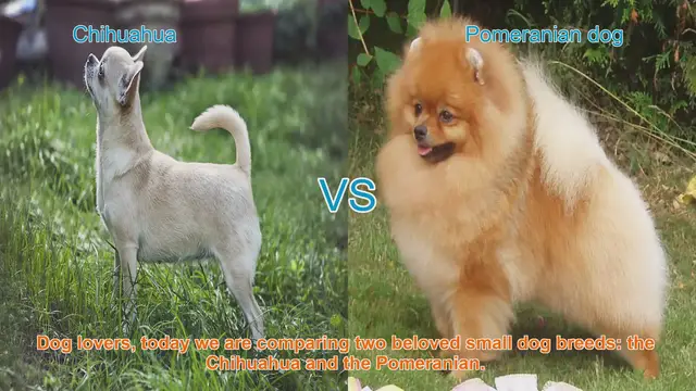 Video thumbnail for Chihuahua vs. Pomeranian: A Comprehensive Comparison