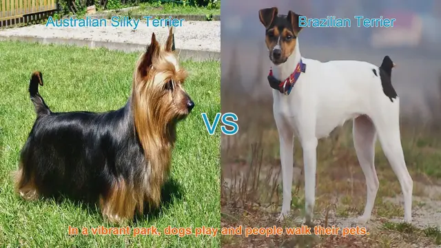 Video thumbnail for Australian Silky Terrier vs. Brazilian Terrier: A Comparison of Two Playful Breeds