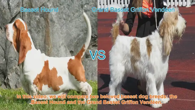 Video thumbnail for Basset Hound vs. Grand Basset Griffon Vendéen: A Comparison Guide