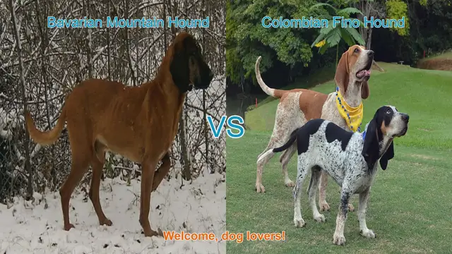 Video thumbnail for Bavarian Mountain Hound vs. Colombian Fino Hound: A Comprehensive Comparison