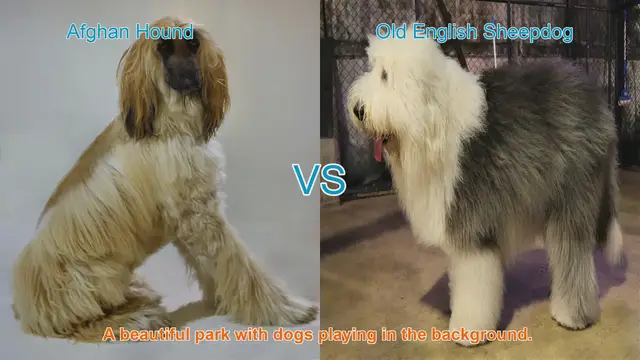 Video thumbnail for Exploring Afghan Hounds and Old English Sheepdogs: A Breed Comparison