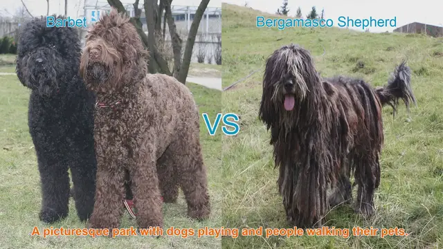 Video thumbnail for Barbet vs. Bergamasco Shepherd: A Comparison of Two Distinct Dog Breeds