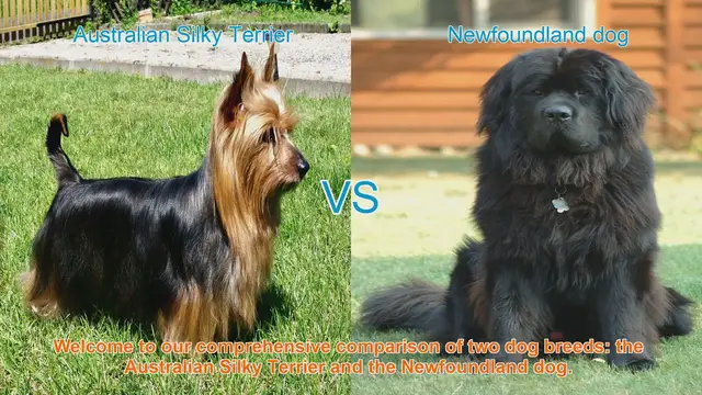 Video thumbnail for Comparing Australian Silky Terrier and Newfoundland Dog Breeds