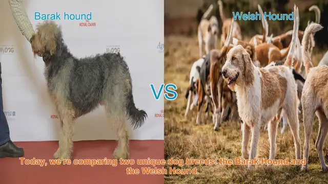 Video thumbnail for Barak Hound vs. Welsh Hound: A Comprehensive Comparison
