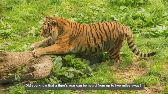 Video thumbnail for 10 Surprising Tiger Facts: From Roars to Stripes