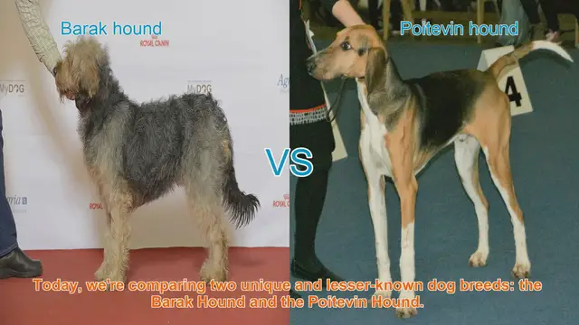 Video thumbnail for Barak Hound vs. Poitevin Hound: A Comparative Guide