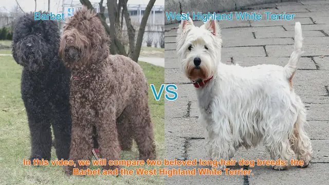 Video thumbnail for Barbet vs. Westie: A Comparison of Two Beloved Long-Hair Dog Breeds