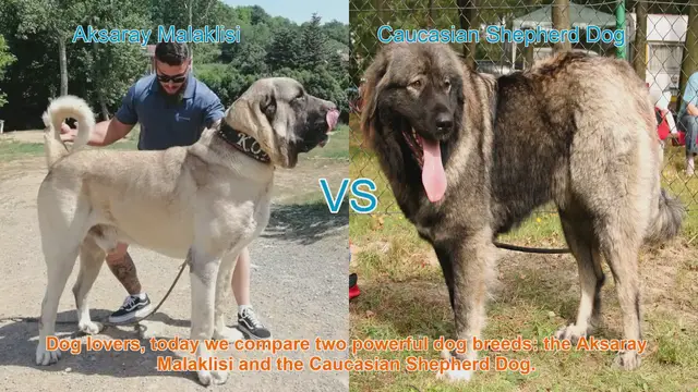 Video thumbnail for Aksaray Malaklisi vs. Caucasian Shepherd Dog: A Comprehensive Comparison
