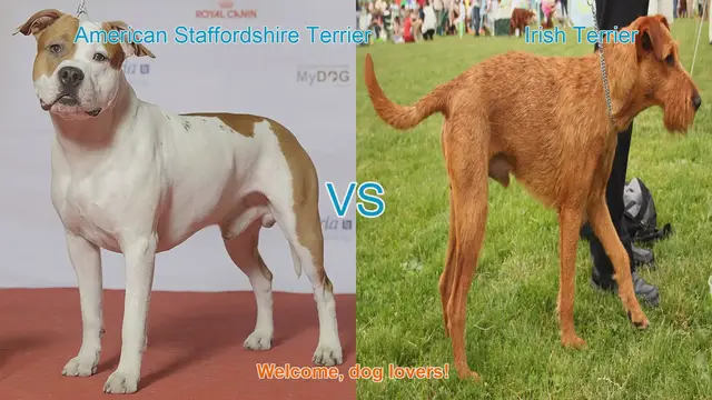 Video thumbnail for American Staffordshire Terrier vs. Irish Terrier: A Comprehensive Comparison