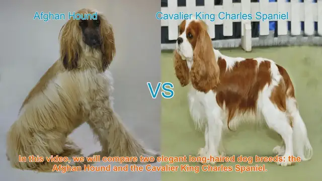 Video thumbnail for Comparing Afghan Hound and Cavalier King Charles Spaniel: A Comprehensive Guide