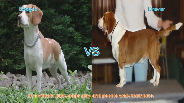 Video thumbnail for Beagle vs. Drever: A Comparison of Beloved Dog Breeds