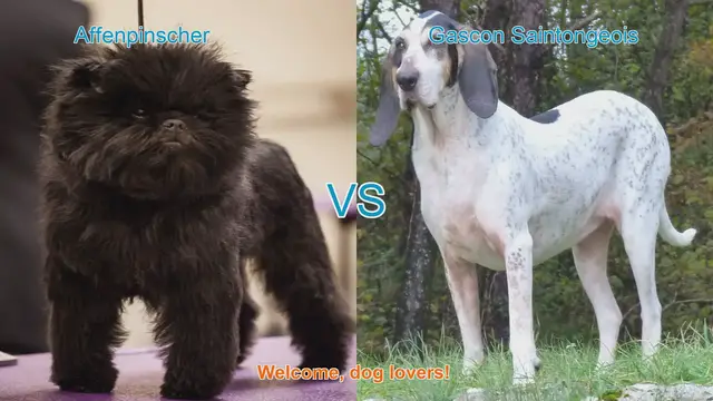 Video thumbnail for Affenpinscher vs. Gascon Saintongeois: A Breed Comparison