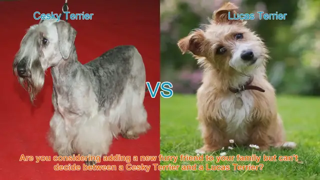 Video thumbnail for Cesky Terrier vs. Lucas Terrier: Choosing the Right Breed for Your Family