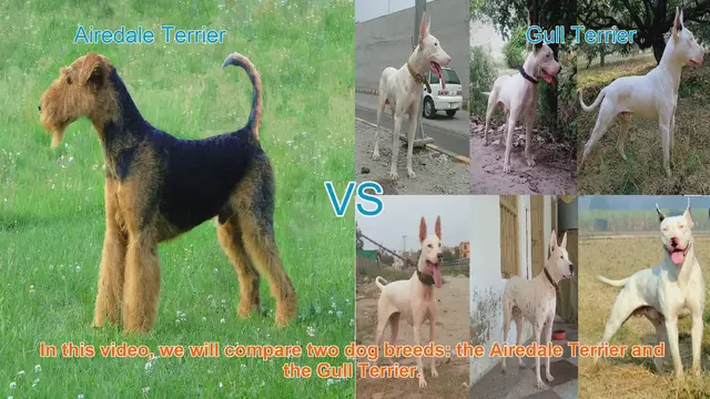 Video thumbnail for Airedale Terrier vs. Gull Terrier: A Breed Comparison