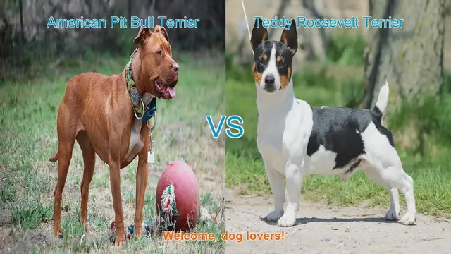 Video thumbnail for American Pit Bull Terrier vs. Teddy Roosevelt Terrier: A Comprehensive Comparison