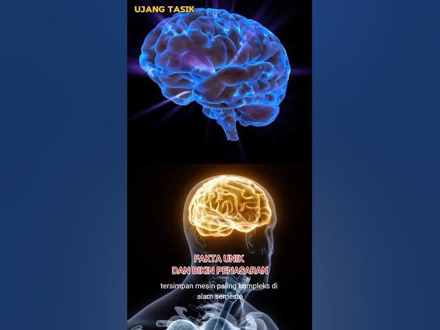 Video thumbnail for Fakta Unik Dan Bikin Penasaran#Ujangtasik#faktaunik#videoshorts
