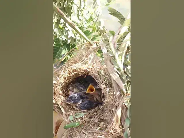 'Video thumbnail for Babies Bird Cries Feed Eat (EP-99)  #birds #nature #birdfeeding #birdwatching'