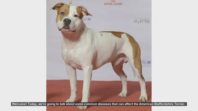 Video thumbnail for Common Health Issues in American Staffordshire Terriers