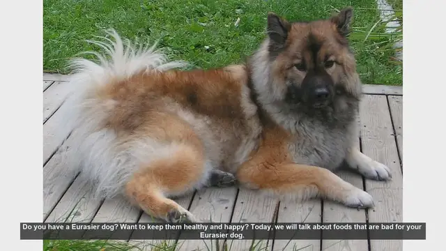 Video thumbnail for Foods to Avoid for a Healthy Eurasier Dog