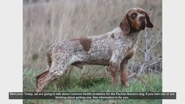 Video thumbnail for Common Health Problems in Pachón Navarro Dogs