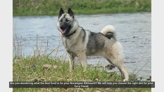 Video thumbnail for Best Diet for Your Norwegian Elkhound: Essential Tips