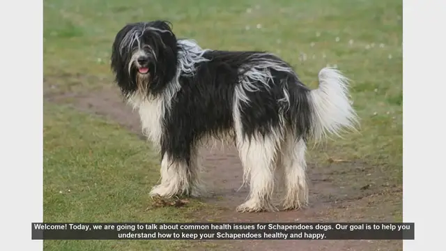 Video thumbnail for Common Health Issues in Schapendoes Dogs and How to Manage Them