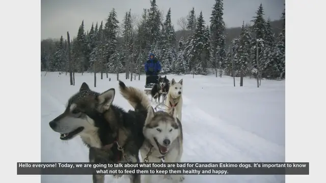 Video thumbnail for Foods to Avoid for Canadian Eskimo Dogs: Keep Your Pet Safe and Healthy