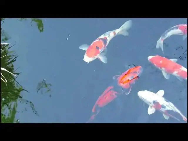 Video thumbnail for Seasonal Fruits and Vegetables for Koi Fish: A Guide to Healthy Treats