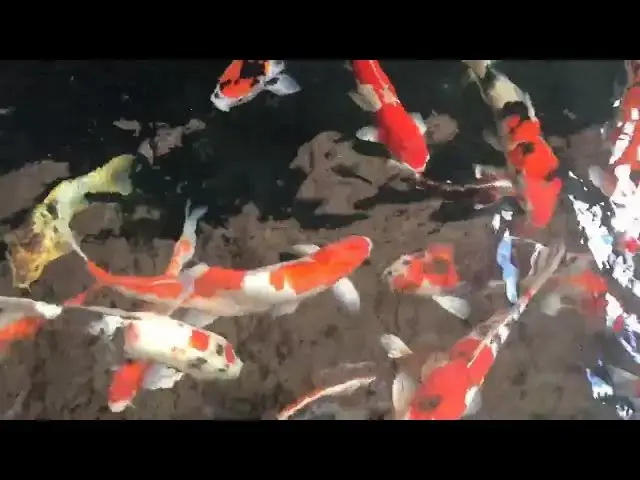 Video thumbnail for Safeguarding Your Water After Heavy Rain: Essential Steps