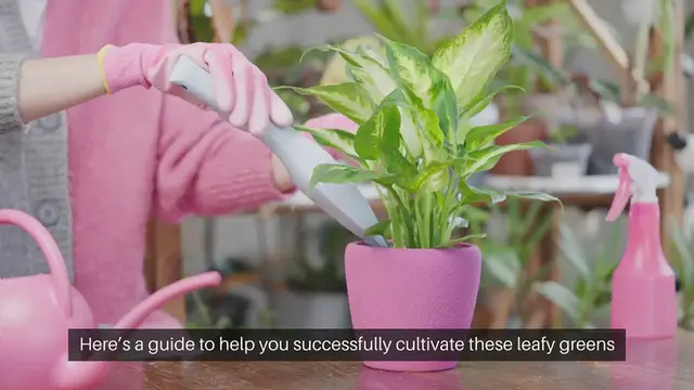 Video thumbnail for How to Grow Indoor Greens Spinach, Lettuce, and More