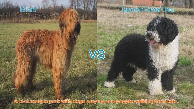 Video thumbnail for Briard vs. Spanish Water Dog: A Comparison of Two Beautiful Breeds