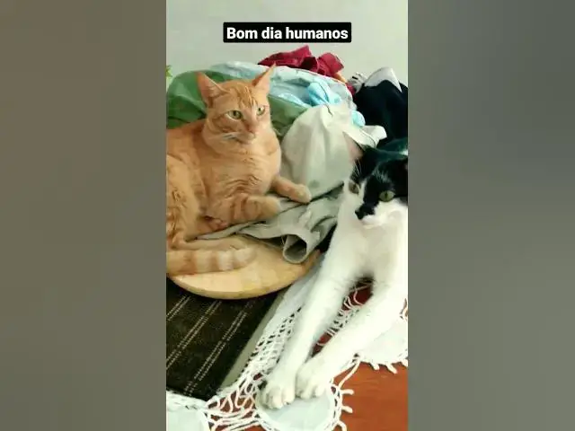 Video thumbnail for Barry e Mel relax em cima da mesa. #cats #shortsvideo #gatos #gatosengraçados #shorts