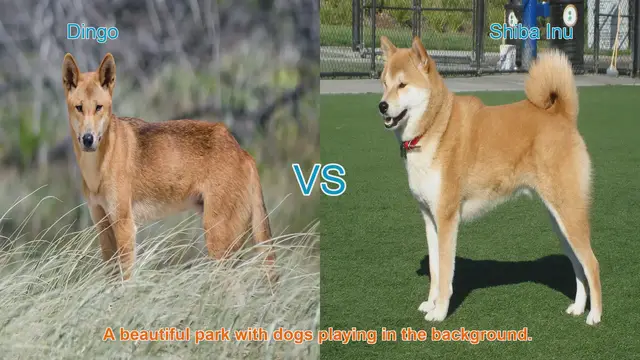 Video thumbnail for Dingo vs. Shiba Inu: A Comparative Guide