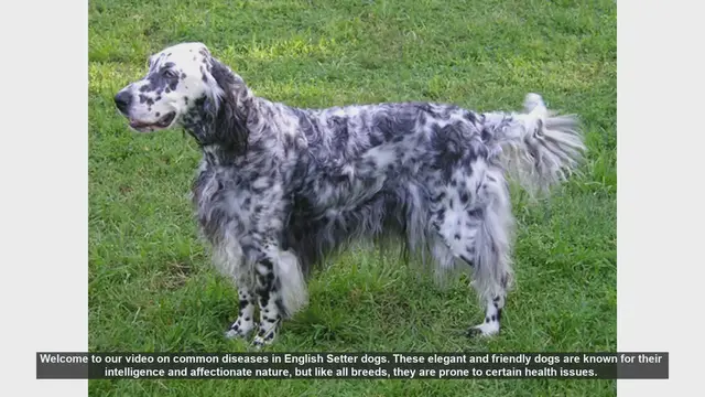 Video thumbnail for Common Health Issues in English Setter Dogs