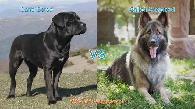 Video thumbnail for Cane Corso vs. Shiloh Shepherd: A Comprehensive Breed Comparison