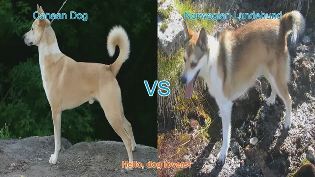 Video thumbnail for Canaan Dog vs. Norwegian Lundehund: A Breed Comparison