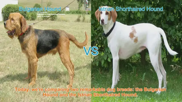Video thumbnail for Bulgarian Hound vs. Istrian Shorthaired Hound: A Comprehensive Comparison