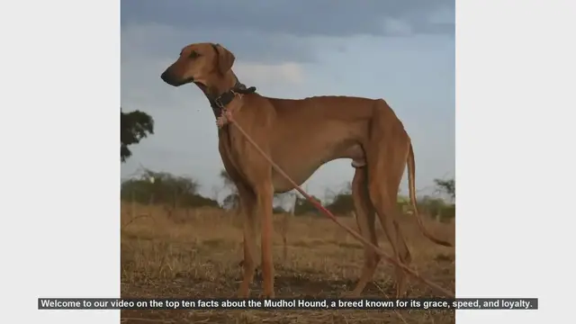 Video thumbnail for Top 10 Fascinating Facts About the Mudhol Hound