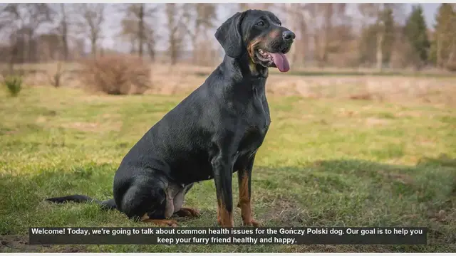 Video thumbnail for Common Health Issues in Gończy Polski Dogs: Prevention and Care Tips