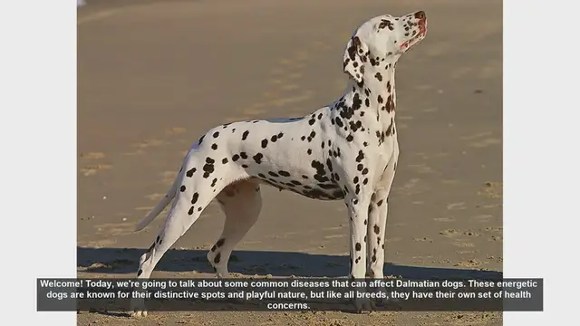 Video thumbnail for Common Health Issues in Dalmatian Dogs: What You Need to Know
