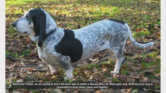 Video thumbnail for How to Bathe Your Basset Bleu de Gascogne: Step-by-Step Guide