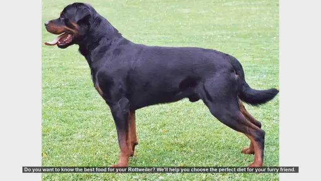 Video thumbnail for Best Diet for Your Rottweiler: Essential Tips for a Healthy Dog