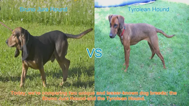 Video thumbnail for Dog Breed Comparison: Bruno Jura Hound vs. Tyrolean Hound