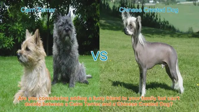 Video thumbnail for Cairn Terrier vs. Chinese Crested Dog: A Comprehensive Comparison