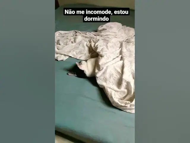 'Video thumbnail for Barry reclamando que estou atrapalhando seu sono da beleza. #cats #shorts #funny #sleeping #gatos'