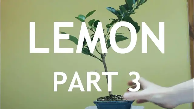 'Video thumbnail for Lemon Bonsai, from seed. 3'