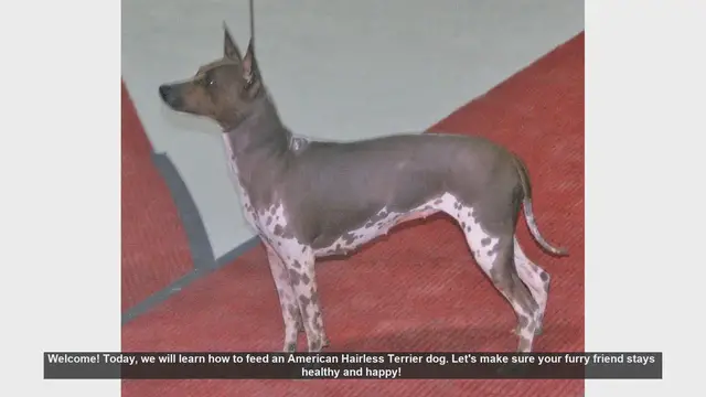 Video thumbnail for How to Feed Your American Hairless Terrier: Tips for a Healthy and Happy Dog