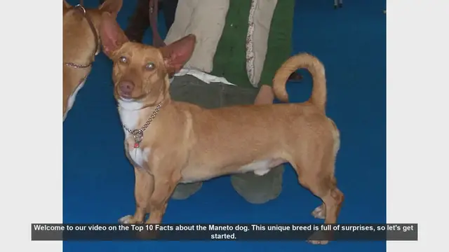 Video thumbnail for Top 10 Fascinating Facts About the Maneto Dog