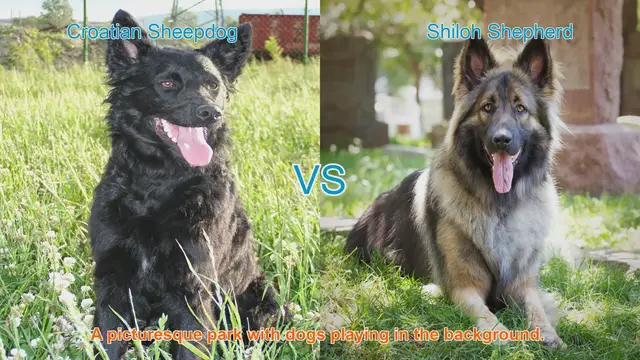 Video thumbnail for Exploring the Croatian Sheepdog and Shiloh Shepherd: Origins, Characteristics, and Temperament