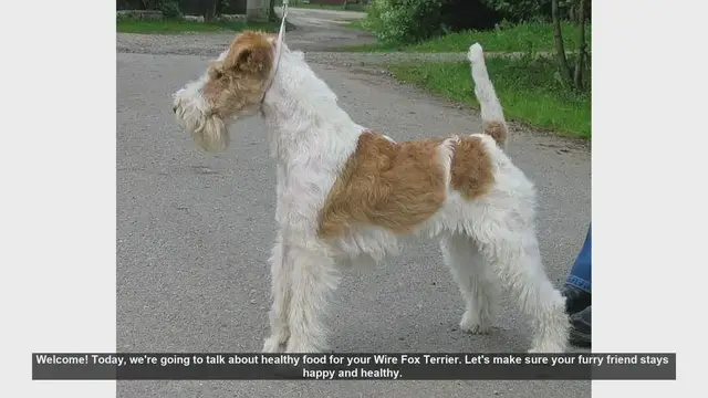 Video thumbnail for Healthy Food Tips for Your Wire Fox Terrier